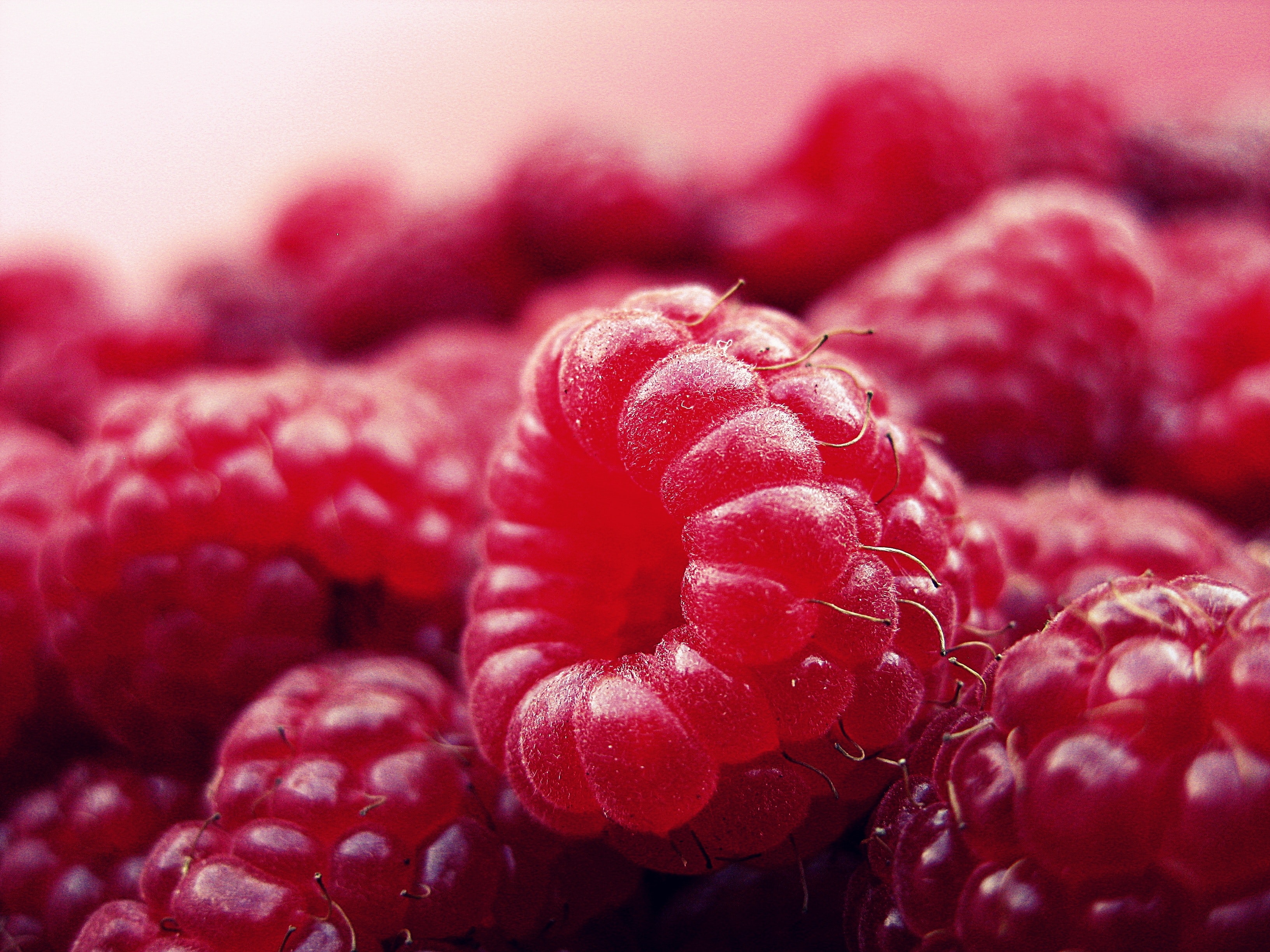 Serbia among top 3 global raspberry producers